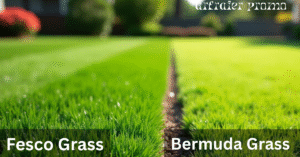 Side-by-side comparison of fescue grass vs Bermuda grass lawns